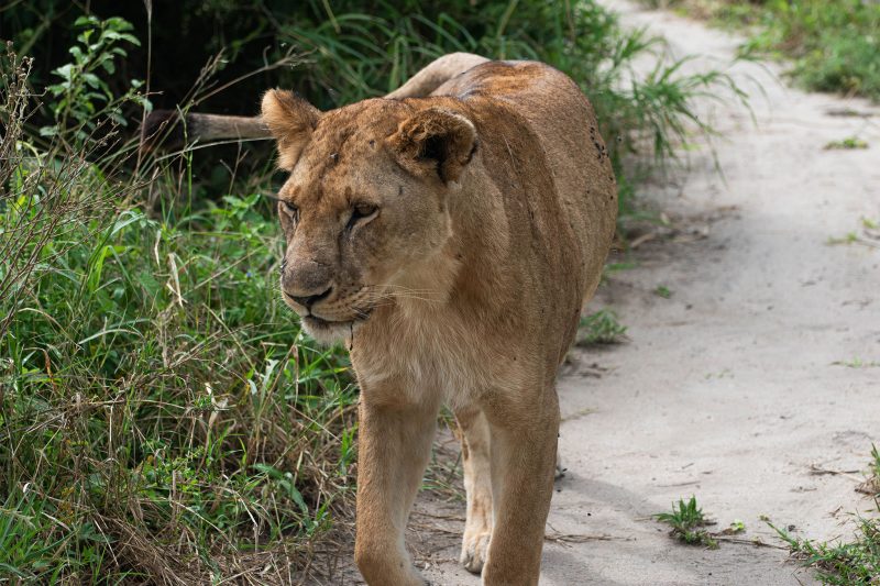 3-Day Tanzania Budget Camping Safari
