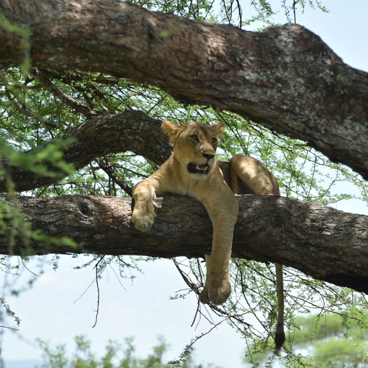 3 Day Essentials: Tarangire, Manyara & Ngorongoro – Quick Big Five Intro with The Woven Experience