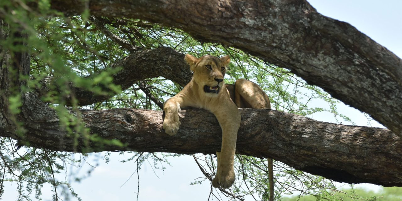 3 Day Essentials: Tarangire, Manyara & Ngorongoro – Quick Big Five Intro with The Woven Experience