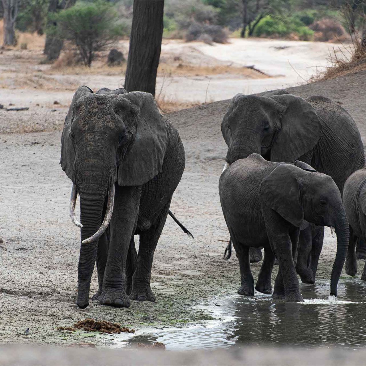 7-Day Migration Chase: Central to Northern Serengeti – River Drama Focus with The Woven Experience
