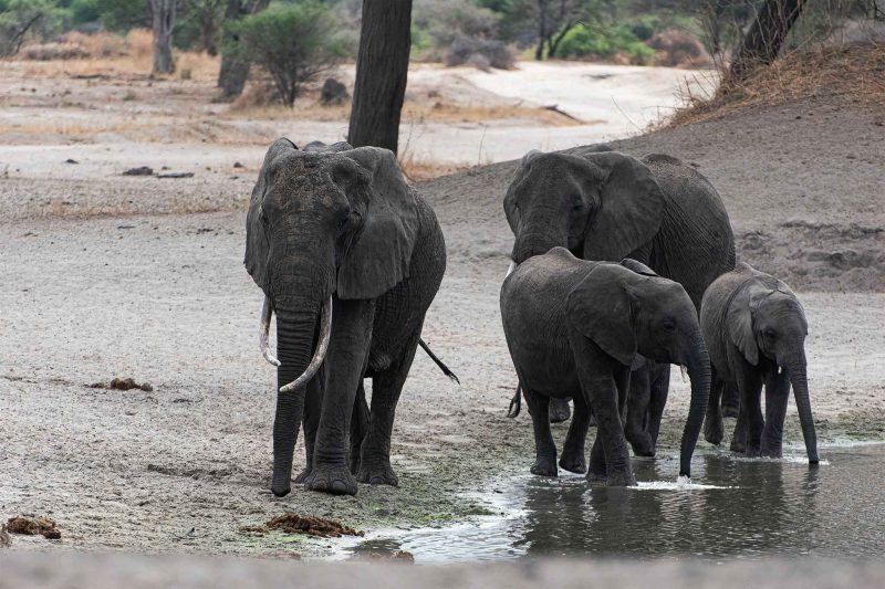 7-Day Migration Chase: Central to Northern Serengeti – River Drama Focus with The Woven Experience