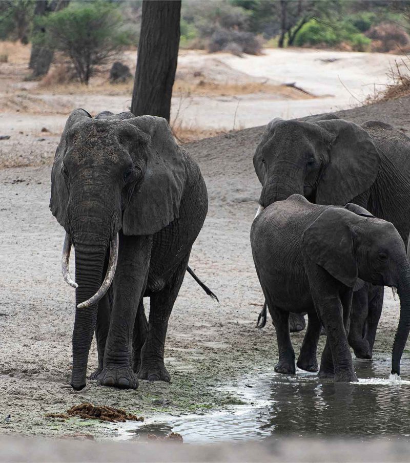 7-Day Migration Chase: Central to Northern Serengeti – River Drama Focus with The Woven Experience
