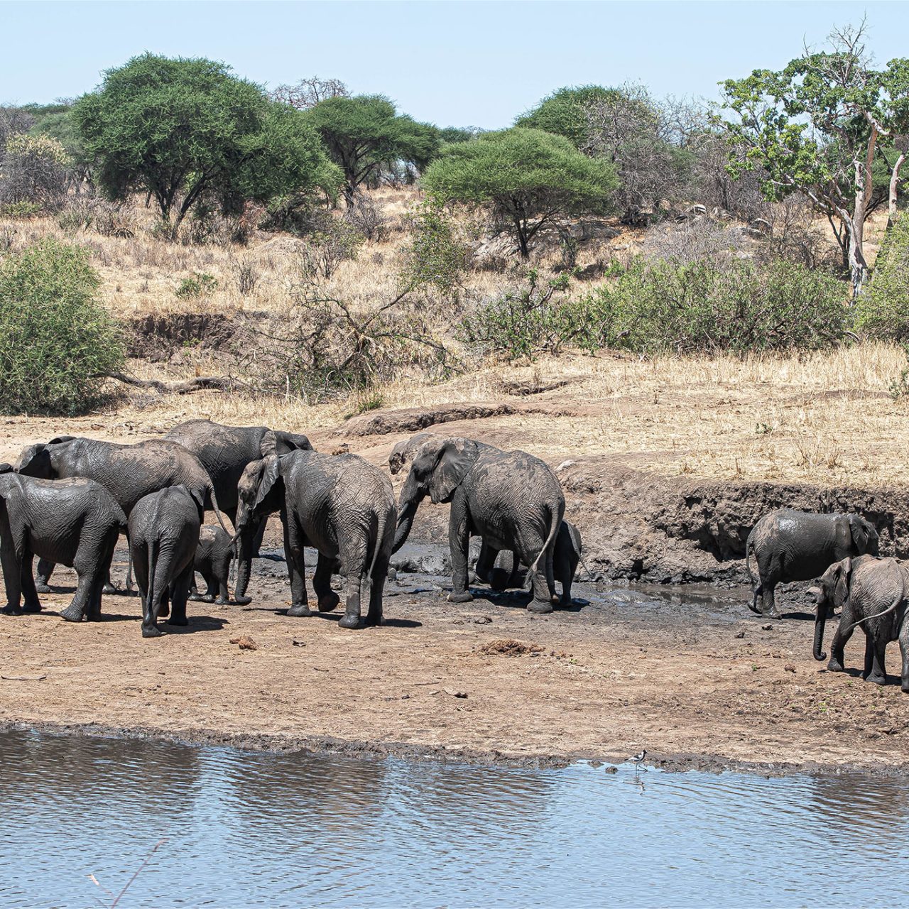 6-Day Highlights: Manyara,Tarangire, Serengeti & Ngorongoro Crater – Scenic Birding Loop with The Woven Experience