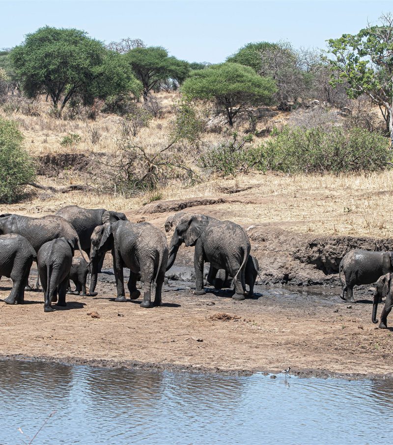 6-Day Highlights: Manyara,Tarangire, Serengeti & Ngorongoro Crater – Scenic Birding Loop with The Woven Experience