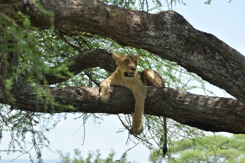 3 Day Essentials: Tarangire, Manyara & Ngorongoro – Quick Big Five Intro with The Woven Experience