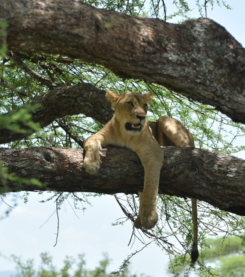 3 Day Essentials: Tarangire, Manyara & Ngorongoro – Quick Big Five Intro with The Woven Experience